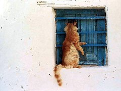 Gatti (237)